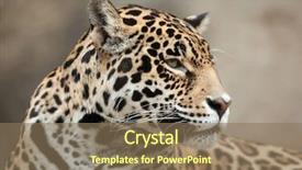  Presentation with wildlife - Theme enhanced with brazil usa - jaguar panthera onca wildlife animal background and a coral colored foreground