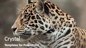  Presentation with wildlife - PPT layouts having brazil usa - jaguar panthera onca wildlife animal background and a gray colored foreground