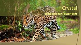  Presentation with jungle - Beautiful theme featuring borders accents - pattern seamless old style garland backdrop and a coral colored foreground.