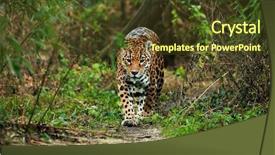  Presentation with jungle - PPT layouts with jaguars - jaguar walking in the jungle background and a tawny brown colored foreground