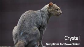  Presentation with wildlife - PPT layouts having jaguarundi puma yagouaroundi also known background and a dark gray colored foreground