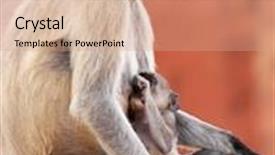  Presentation with rajasthan - Amazing PPT layouts having jaigarh fort in jaipur rajasthan india backdrop and a coral colored foreground