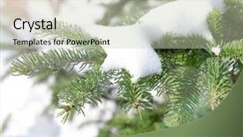  Presentation with fir tree - Slide set consisting of january effect - snowy fir tree branches closeup background and a soft green colored foreground
