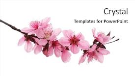  Presentation with flower - Slide set featuring japan art - peach blossom flower isolated background and a white colored foreground