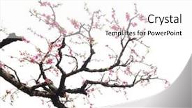  Presentation with flower - Theme featuring japan art - peach blossom flower isolated background and a white colored foreground