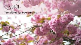  Presentation with garden city - PPT layouts with japan europe - spring cherry blossoms in city background and a  colored foreground