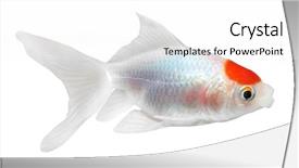  Presentation with koi fish - Amazing PPT theme having japan gold fish isolated backdrop and a white colored foreground