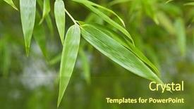  Presentation with gardens - Slides featuring japan himeji himeji koko-en background and a tawny brown colored foreground