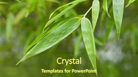  Presentation with gardens - Presentation theme enhanced with japan-himeji-himeji-koko-en background and a tawny brown colored foreground