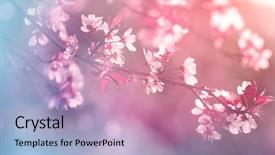 Presentation with spring tree - Beautiful slide set featuring japan life - blooming tree in spring backdrop and a coral colored foreground