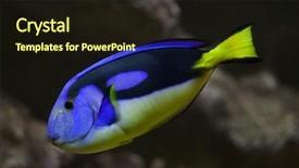  Presentation with reef tank marine aquarium blue - Audience pleasing presentation design consisting of japan life - blue surgeonfish paracanthurus hepatus also backdrop and a wine colored foreground