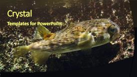  Presentation with keel billed toucan also known - Presentation theme featuring japan life - longspined porcupinefish diodon holocanthus also background and a tawny brown colored foreground