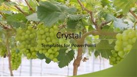  Presentation with wine green - Audience pleasing slide deck consisting of japan wine - fresh green grape farm backdrop and a  colored foreground