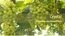  Presentation with green and purple mardi gras - PPT theme featuring japan wine - fresh green grape farm background and a  colored foreground