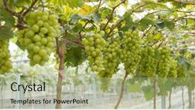  Presentation with wine green - Amazing slide deck having japan wine - green grape farm garden backdrop and a mint green colored foreground