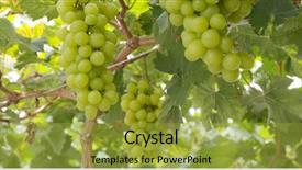  Presentation with grape - PPT theme consisting of japan wine - green grape farm background and a gold colored foreground