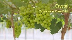  Presentation with grape - Presentation design with japan wine - green grape garden background and a  colored foreground