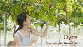  Presentation with wine green - Beautiful PPT theme featuring japan wine - woman pick green grape backdrop and a soft green colored foreground