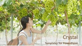  Presentation with grape - PPT theme with japan wine - woman pick green grape background and a  colored foreground