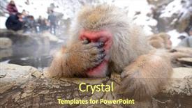  Presentation with japanese folk song sakuta - Slide deck enhanced with japan winter - japanese macaque reacting exhausted due background and a tawny brown colored foreground