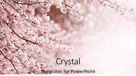  Presentation with pastel - Cool new slide set with japanese - beautiful spring cherry blossom backdrop and a lemonade colored foreground