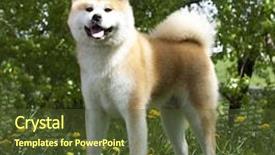  Presentation with japanese - Colorful presentation theme enhanced with japanese akita backdrop and a tawny brown colored foreground