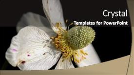  Presentation with japanese - Cool new presentation with japanese-anemone-close-up-shot backdrop and a dark gray colored foreground