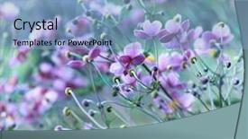  Presentation with japanese flowers - Cool new PPT theme with japanese anemone windflower spring flowers backdrop and a light blue colored foreground
