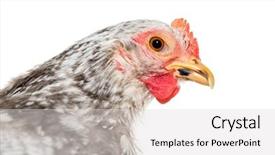  Presentation with bantam breed - Slide set featuring japanese bantam or chabo true background and a light gray colored foreground