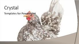  Presentation with bantam breed - Cool new slide deck with japanese bantam or chabo true backdrop and a white colored foreground