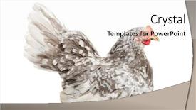  Presentation with bantam breed - Colorful presentation enhanced with japanese bantam or chabo true backdrop and a white colored foreground