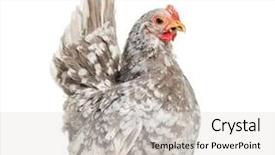  Presentation with bantam breed - Presentation design having japanese bantam or chabo true background and a light gray colored foreground