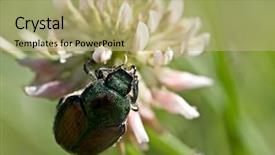  Presentation with clover - Beautiful presentation theme featuring eyes thorax legs - japanese beetle on clover backdrop and a mint green colored foreground