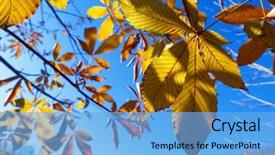  Presentation with autumn blue - Slides enhanced with japanese bigleaf magnolia magnolia obovata background and a light blue colored foreground