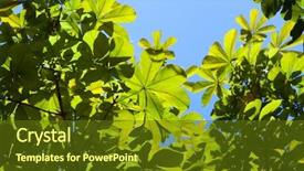  Presentation with magnolia - Presentation theme featuring japanese bigleaf magnolia magnolia obovata background and a tawny brown colored foreground