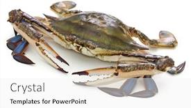  Presentation with crab - Beautiful presentation design featuring japanese-blue-crab-called-watarigani backdrop and a white colored foreground