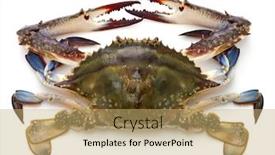  Presentation with crab - Presentation theme with japanese-blue-crab-called-watarigani background and a yellow colored foreground