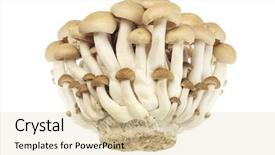  Presentation with mushrooms - Amazing slide deck having japanese brown beech mushrooms buna shimeji backdrop and a lemonade colored foreground