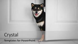  Presentation with cute - Theme with japanese characters - cute shiba inu dog entering background and a light gray colored foreground