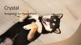  Presentation with cute - PPT theme consisting of japanese characters - cute shiba inu dog lying background and a lemonade colored foreground