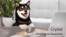  Presentation with dog - Slide set consisting of japanese characters - cute shiba inu dog background and a light gray colored foreground