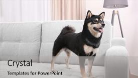  Presentation with dog - Cool new PPT layouts with japanese characters - cute shiba inu dog backdrop and a light gray colored foreground