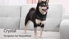  Presentation with cute - Colorful slide deck enhanced with japanese characters - cute shiba inu dog backdrop and a light gray colored foreground