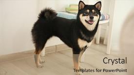  Presentation with japanese - Colorful PPT theme enhanced with japanese characters - cute sibu ina dog backdrop and a coral colored foreground