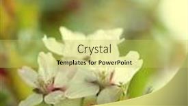  Presentation with japanese cherry blossom - Presentation having japanese-cherry-blossom-at-early background and a yellow colored foreground