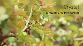  Presentation with japanese cherry blossom - PPT theme consisting of japanese-cherry-blossom-at-early background and a yellow colored foreground