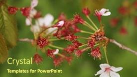  Presentation with japanese cherry blossom - Slide deck with japanese-cherry-blossom-at-early background and a tawny brown colored foreground