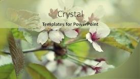  Presentation with japanese cherry blossom - Presentation design enhanced with japanese-cherry-blossom-at-early background and a soft green colored foreground