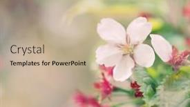  Presentation with japanese cherry blossom - Amazing presentation theme having japanese-cherry-blossom-at-early backdrop and a soft green colored foreground