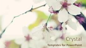  Presentation with japanese cherry blossom - Presentation consisting of japanese-cherry-blossom-at-early background and a soft green colored foreground